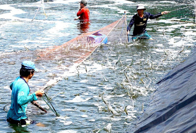 NGÀNH NUÔI TÔM CÀ MAU: TỪ TRUYỀN THỐNG ĐẾN CÔNG NGHỆ CAO VÀ VAI TRÒ CỦA KỸ THUẬT PHỤ TRỢ