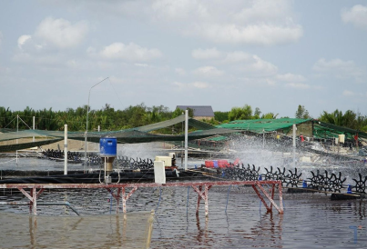 Khu nuôi tôm Tỉnh Tiền Giang