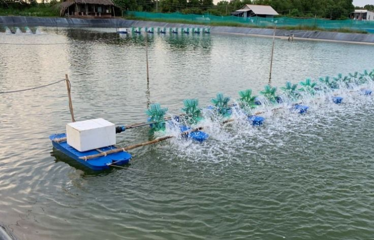  Định Quán phát triển tôm càng xanh thương phẩm