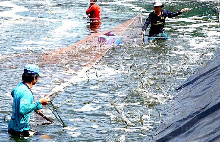  Triển vọng từ mô hình nuôi tôm trong hồ nổi ở Cà Mau
